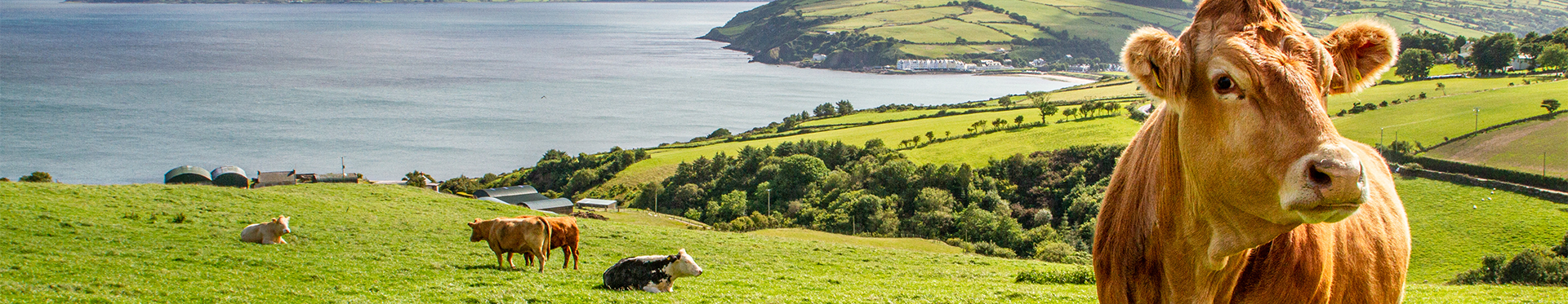 Ireland Ireland