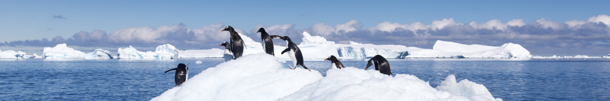 Antarctica Penguins 